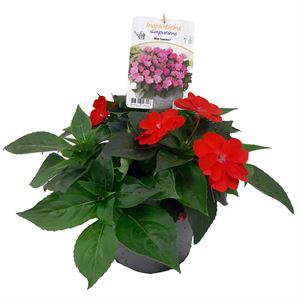 Afbeelding van EJ Impatiens NG P19 sunpatiens Scarlet